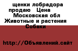 щенки лобрадора продаю › Цена ­ 100 - Московская обл. Животные и растения » Собаки   